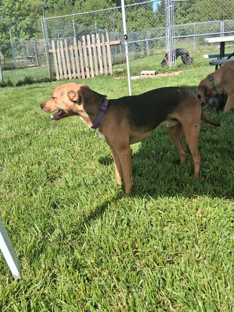 Harley MO, an adoptable Labrador Retriever in Midway, UT, 84049 | Photo Image 2