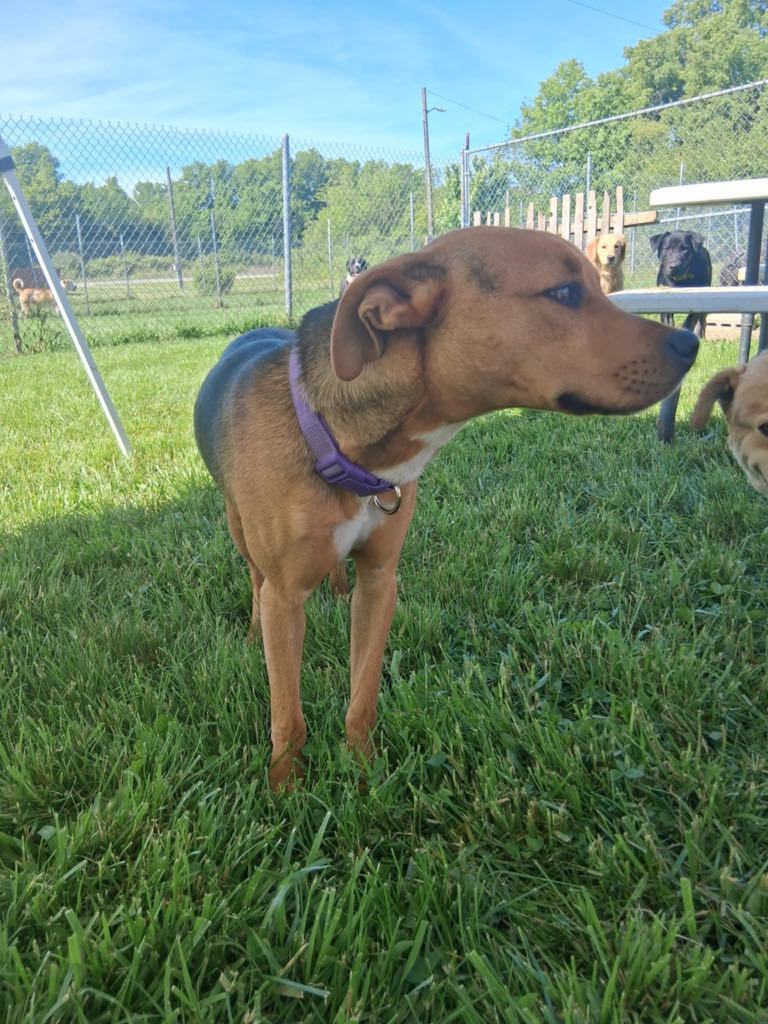 Harley MO, an adoptable Labrador Retriever in Midway, UT, 84049 | Photo Image 3