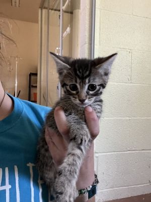 Cilantro, Baby Male Domestic Short Hair