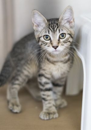 Cilantro