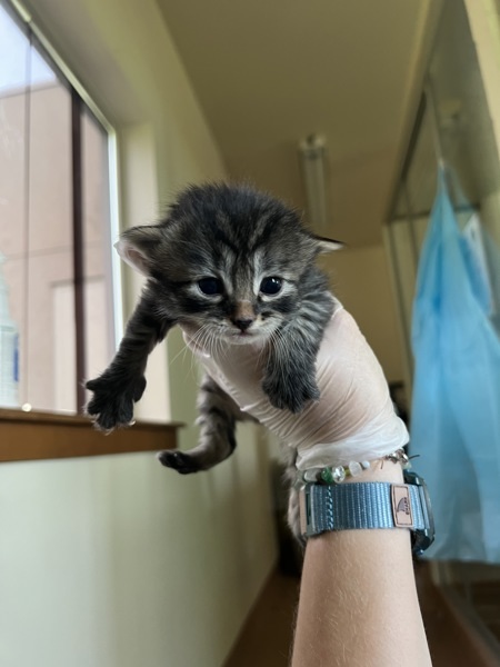 Cilantro