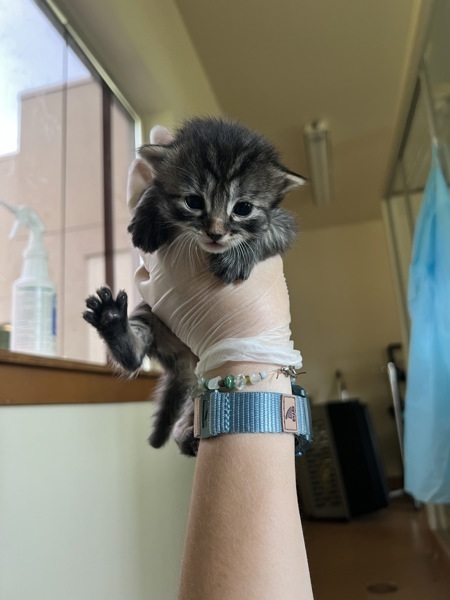 Cilantro