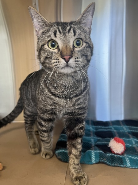 Merlin