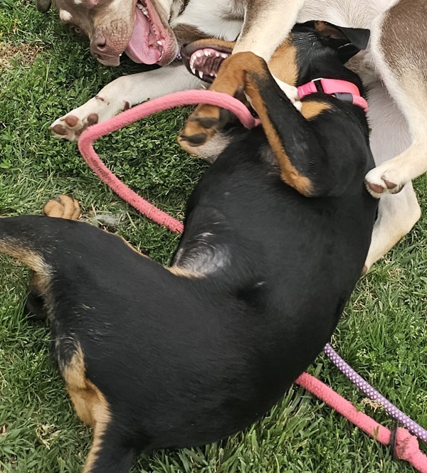 London, an adoptable Doberman Pinscher in Kennewick, WA, 99336 | Photo Image 3