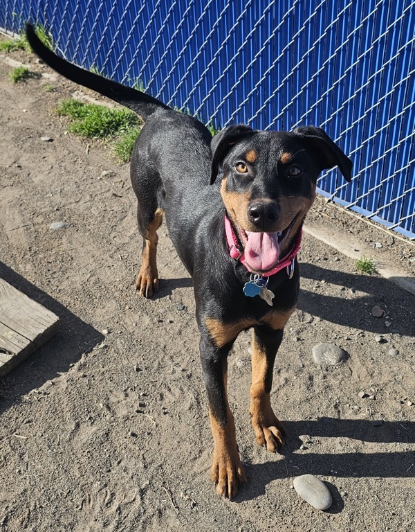 London, an adoptable Doberman Pinscher in Kennewick, WA, 99336 | Photo Image 4