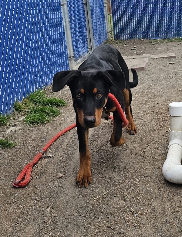 London, an adoptable Doberman Pinscher in Kennewick, WA, 99336 | Photo Image 5