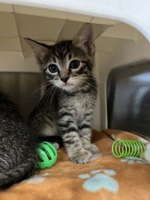 Lavender, Baby Female Domestic Short Hair