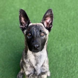 Hello my name is Sterling and Im a 6-month-old neutered shepherd mix that currently weighs about