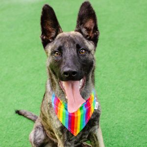 Hello my name is Sterling and Im a 6-month-old neutered shepherd mix that currently weighs about