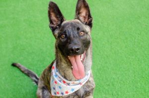 Hello my name is Sterling and Im a 6-month-old neutered shepherd mix that currently weighs about