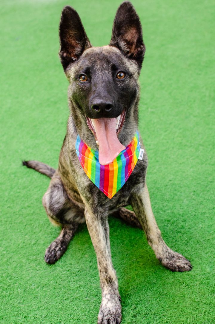 Sterling the Puppy! 2