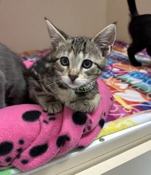 Boardslide Domestic Short Hair Cat