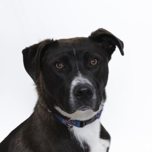 Hi Im Smokey Im a 9-month-old Siberian Husky mix with the perkiest most one-of-a-kind ears you
