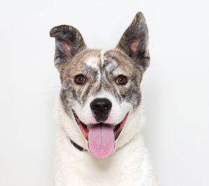 Whats a wonderful thing about Tiggers EVERYTHING Hi there Im Tigger Im a 2 year old husky mix