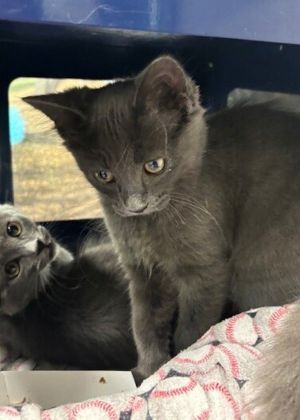 Cinder Domestic Medium Hair Cat