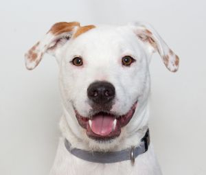 Meet Pineapple Im an 8-month-old male PointerGerman Wirehaired mix and if you ask anyone about m