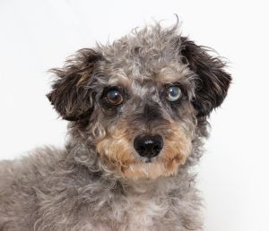 Primary Color Grey Secondary Color Tri Color Weight 1199lbs Age 3yrs 0mths 