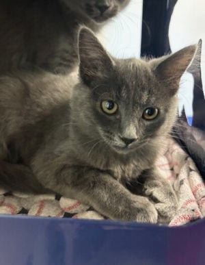 Primary Color Grey Weight 35lbs Age 0yrs 3mths 1wks Animal has been Spayed