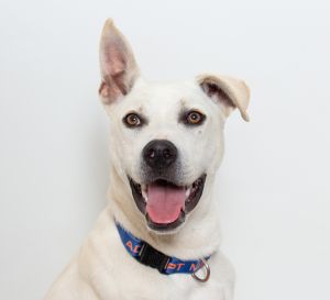 Primary Color Cream Weight 57lbs Age 0yrs 8mths 0wks Animal has been Neutered