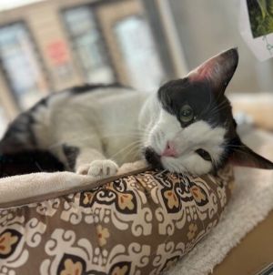 Hello My name is- My love And Im ready to give you all of mine I am a 3-year-old sweetheart