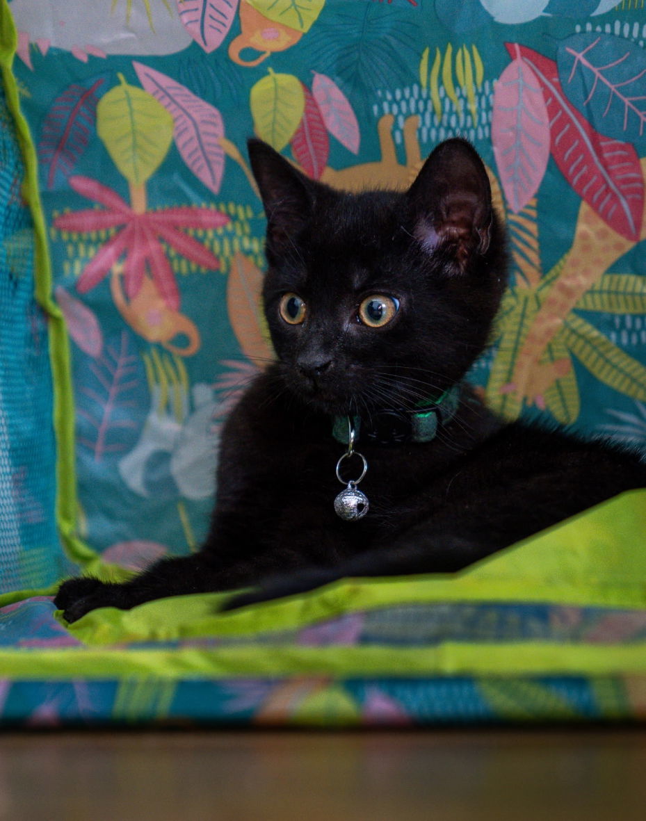 Pepper