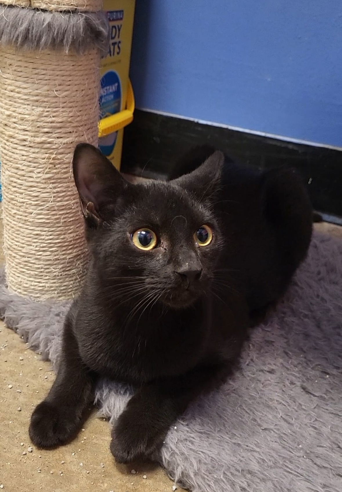 Pepper