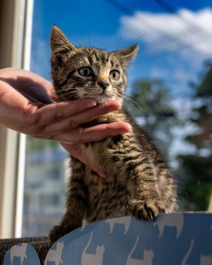 Basil, Baby Male Domestic Short Hair