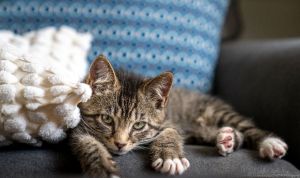 Clove, Baby Male Domestic Short Hair