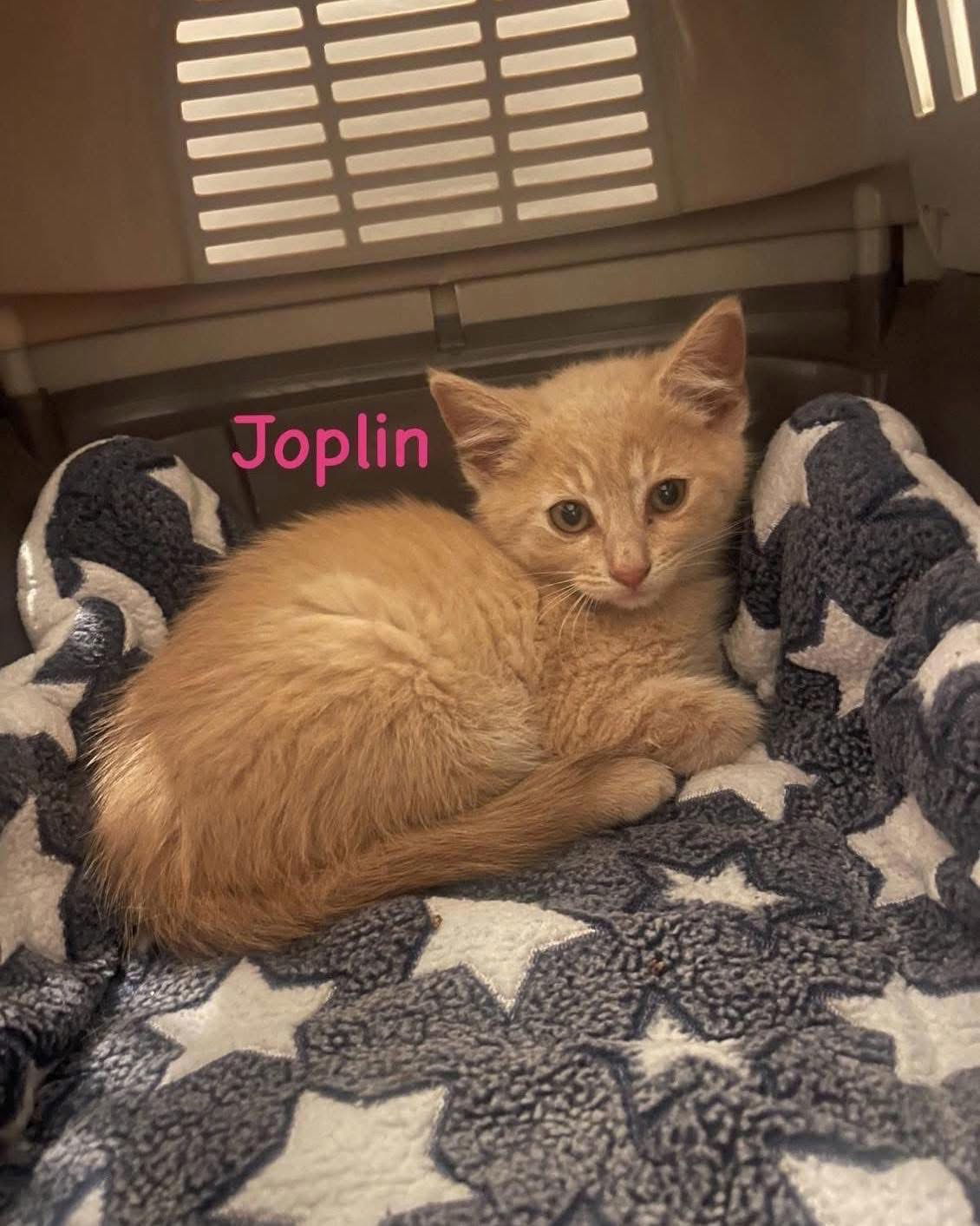 Joplin