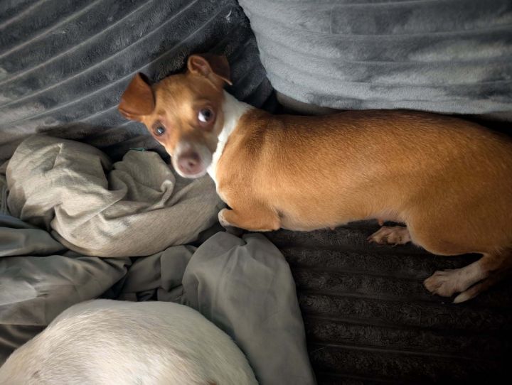 Tippy 1