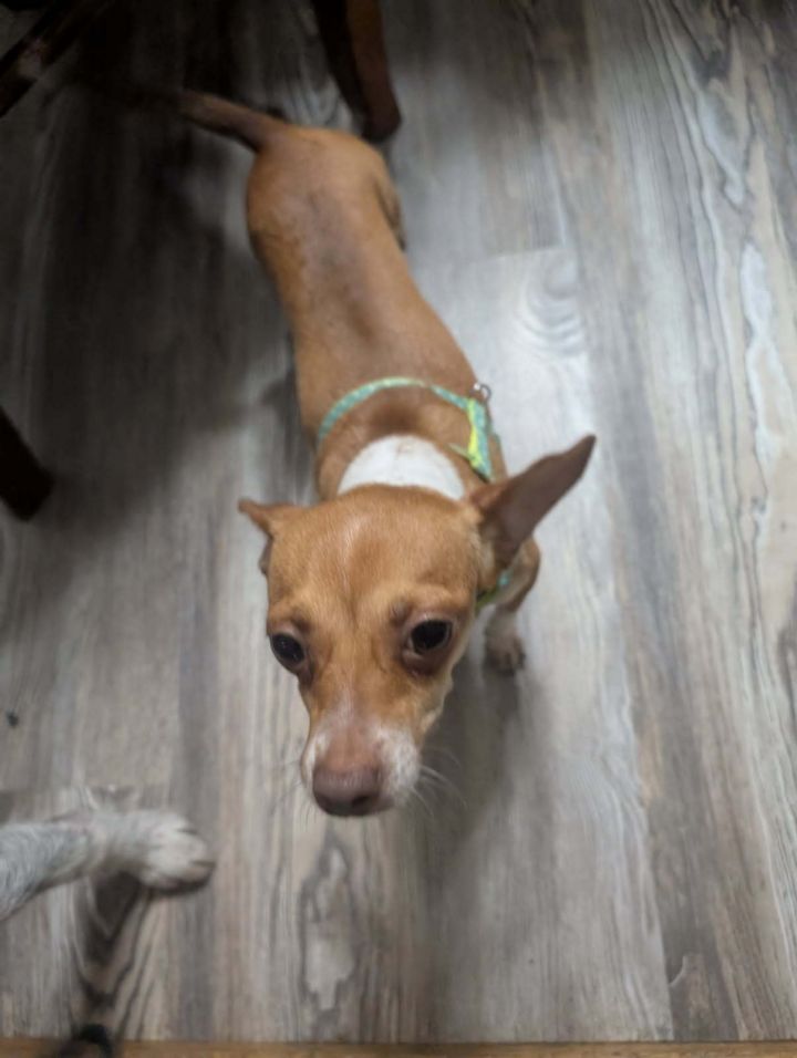 Tippy 2