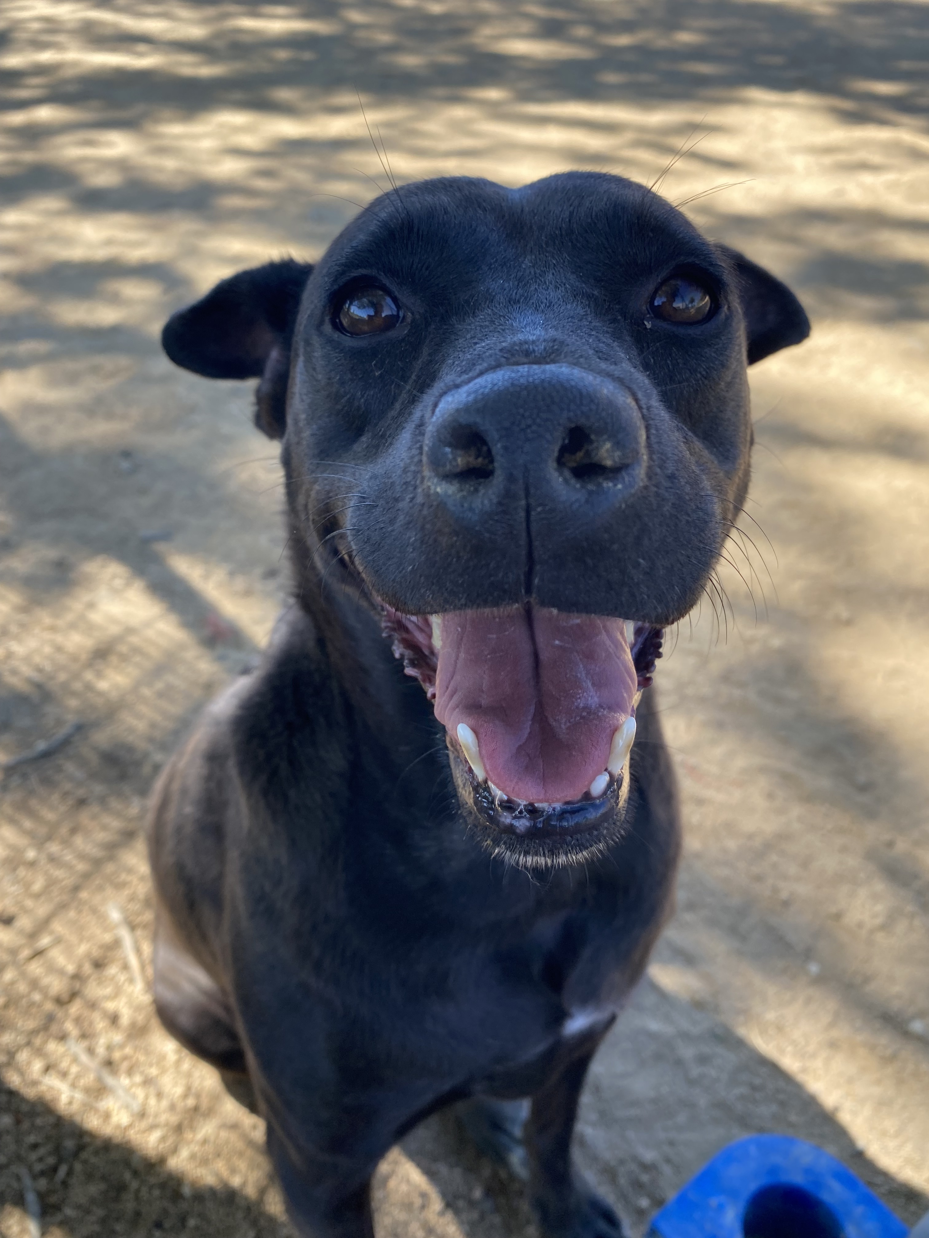 Kaylea, an adoptable McNab in Chico, CA, 95928 | Photo Image 1
