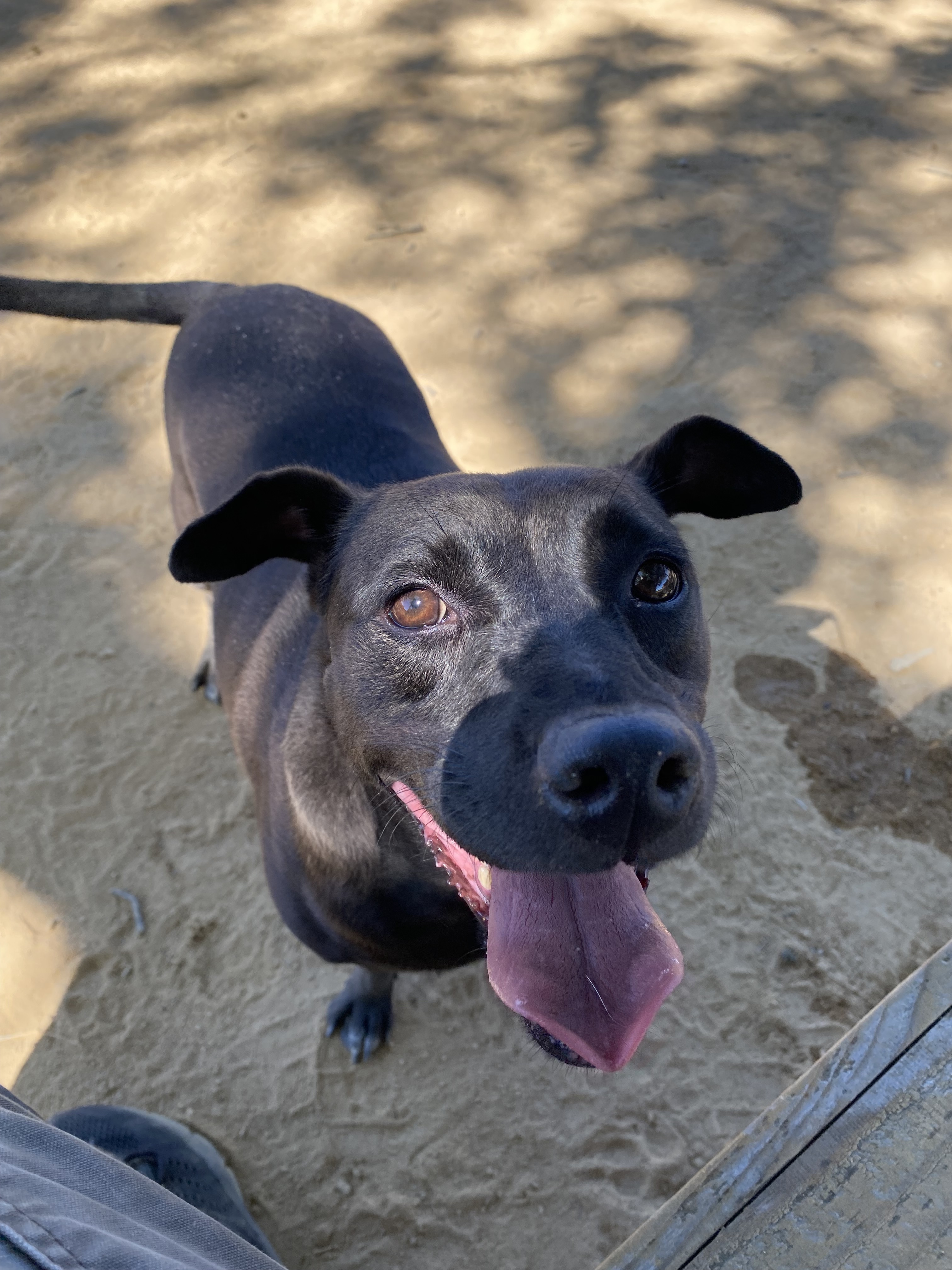 Kaylea, an adoptable McNab in Chico, CA, 95928 | Photo Image 2