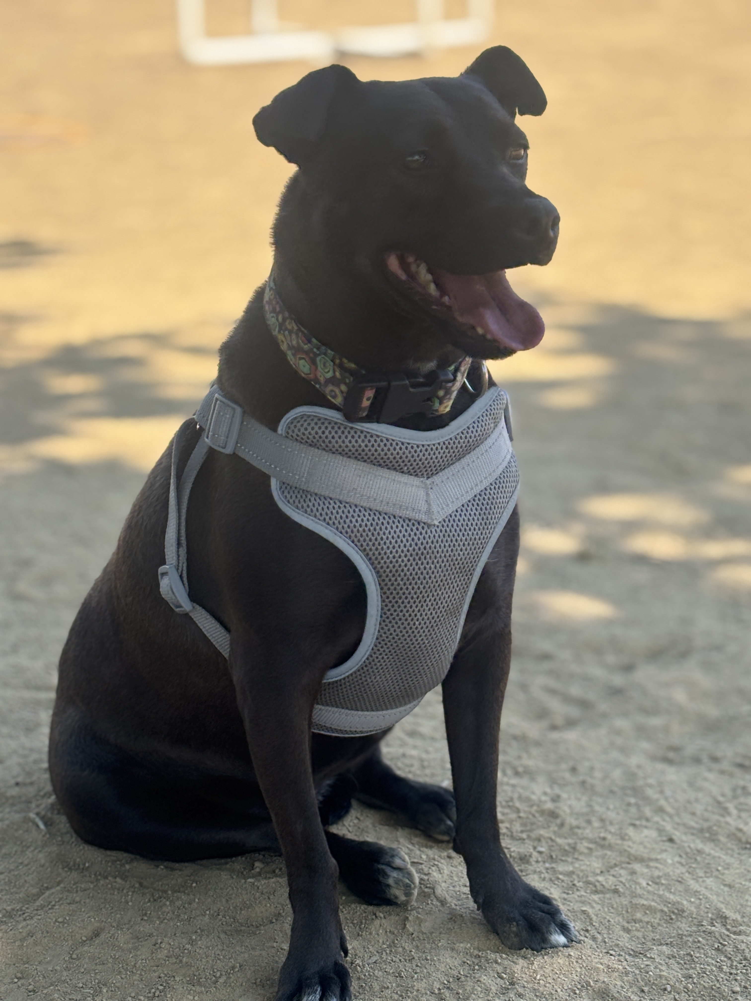 Kaylea, an adoptable McNab in Chico, CA, 95928 | Photo Image 3