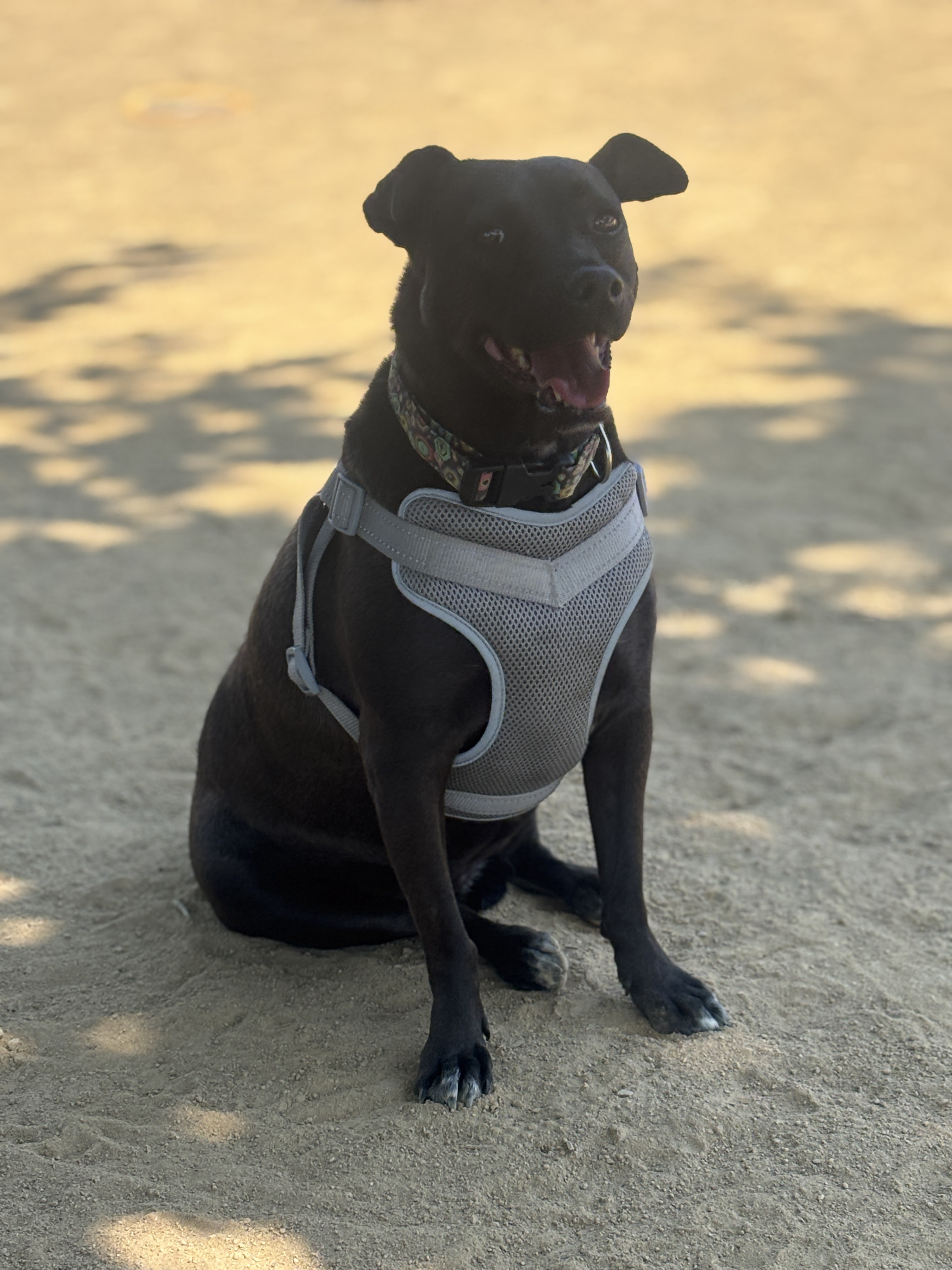 Kaylea, an adoptable McNab in Chico, CA, 95928 | Photo Image 4