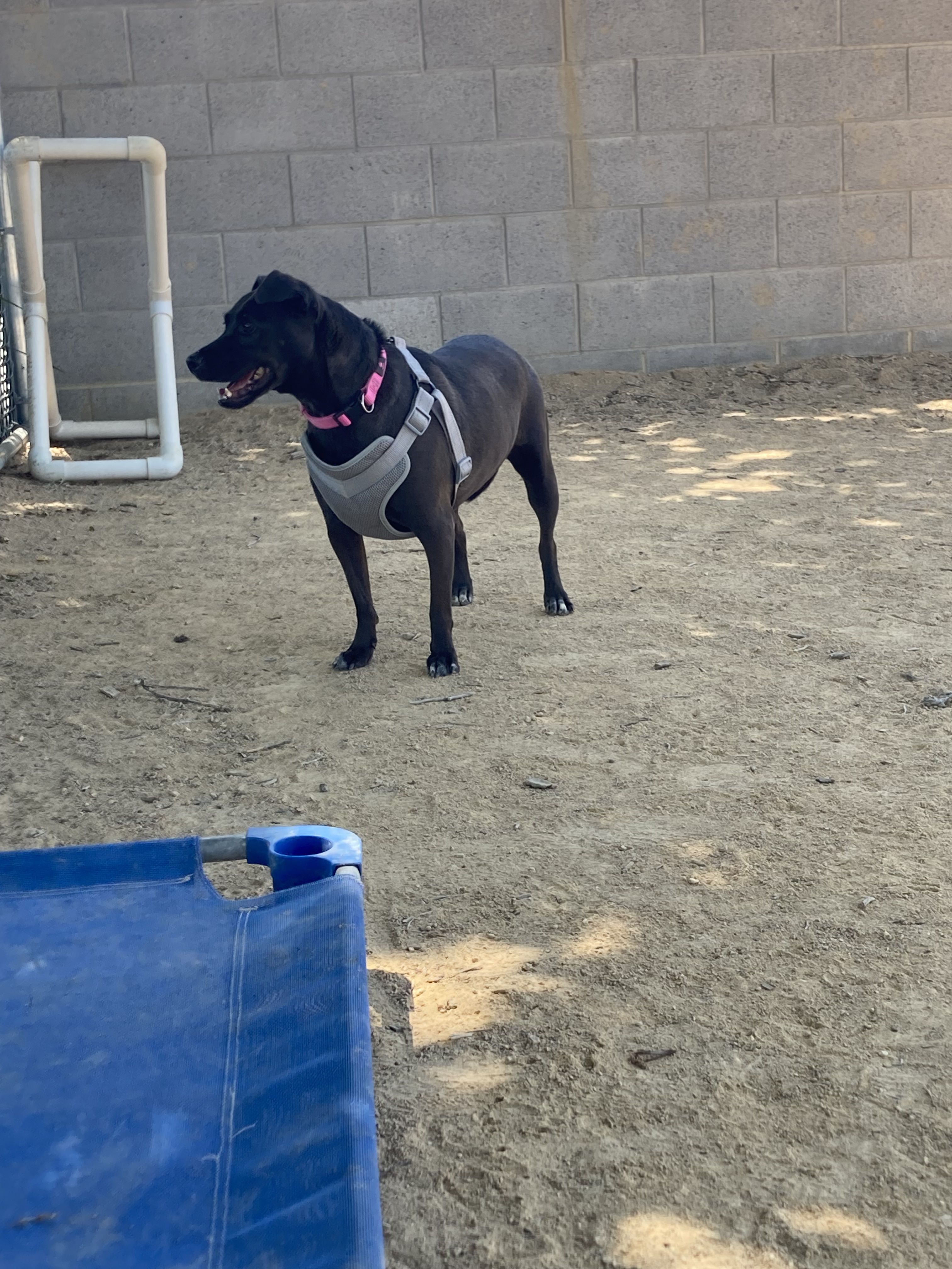 Kaylea, an adoptable McNab in Chico, CA, 95928 | Photo Image 5