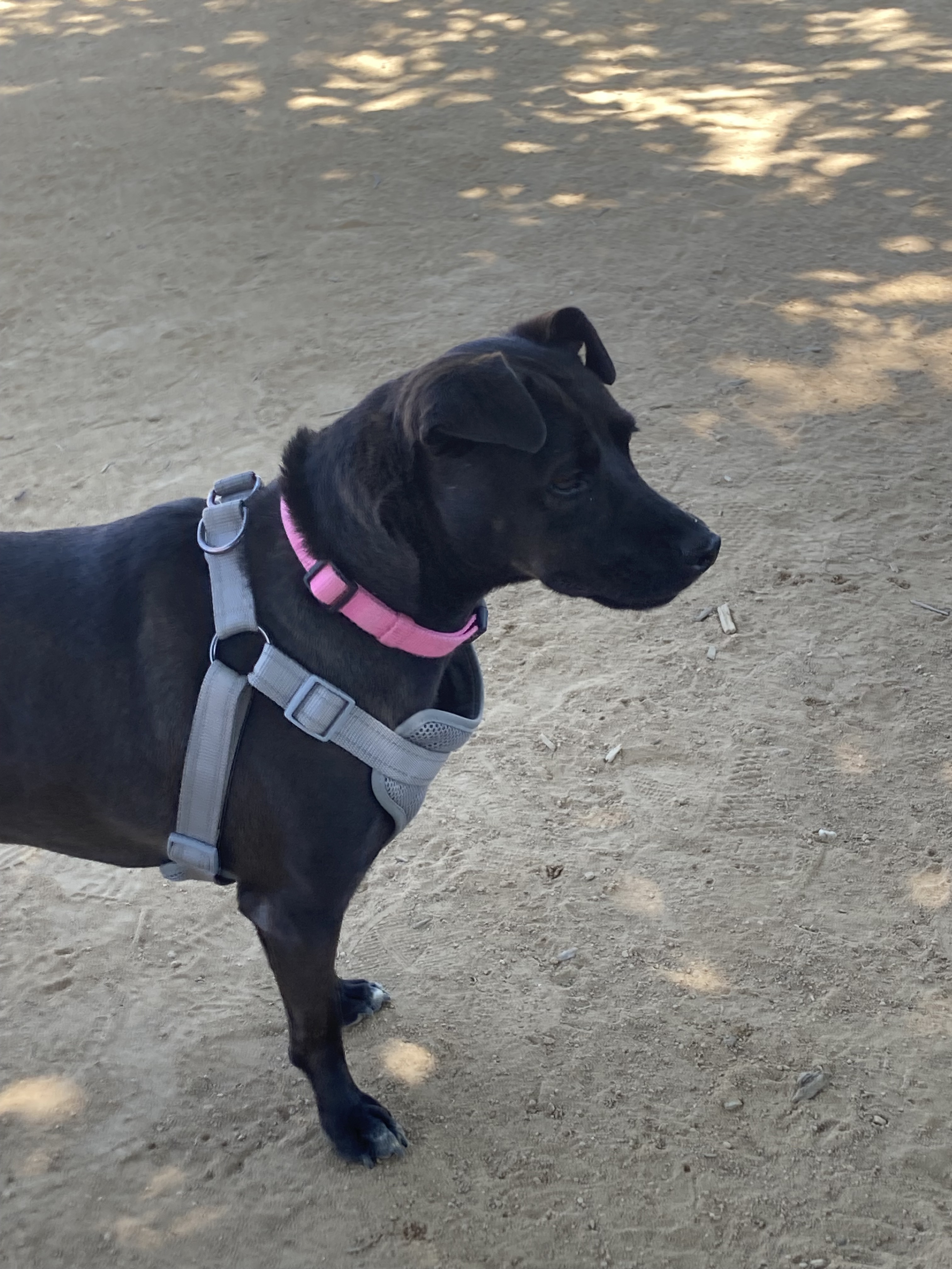 Kaylea, an adoptable McNab in Chico, CA, 95928 | Photo Image 6