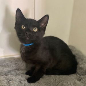 Hello Im Clarence Im a fluffy little panther-in-training with a soft smoky-white locket on my c