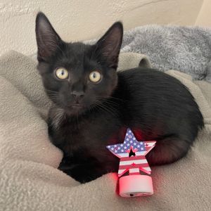 Hello Im Clarence Im a fluffy little panther-in-training with a soft smoky-white locket on my c
