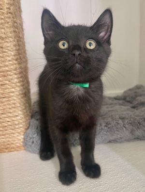Hi there Im Charlie -- a pint-sized panther with a big heart and a playful spirit My fur is sleek