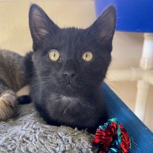 Hi there Im Charlie -- a pint-sized panther with a big heart and a playful spirit My fur is sleek