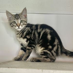 Hey there Im Carmine a dashing brown tabby with bold stripes and swirls that make me look like a 