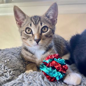 Hey there Im Calvin a dashing brown tuxie tabby with bold stripes tiny pinstripes and a crisp w