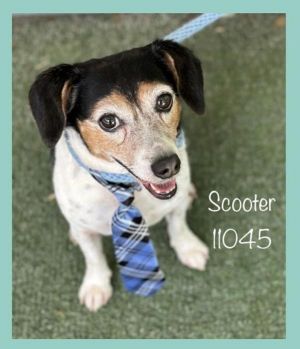 Primary Color Tri Color Weight 22375lbs Age 9yrs 0mths 0wks Animal has been Neutered