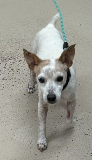 Primary Color White Secondary Color Brown Weight 103125lbs Age 13yrs 0mths 0wks