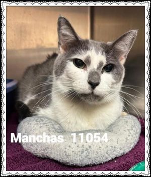 Primary Color Grey Secondary Color White Weight 9lbs Age 3yrs 0mths 0wks Animal has been Neutere