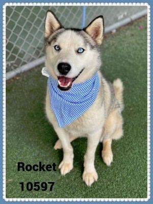 Rocket(89) Siberian Husky Dog