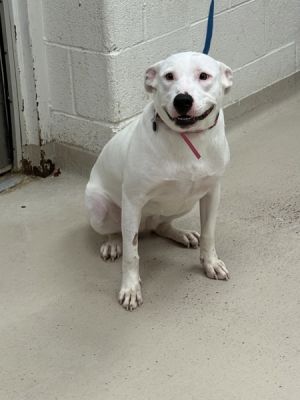 Primary Color White Weight 69lbs Age 0yrs 10mths 1wks Animal has been Spayed