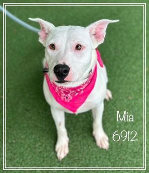 Primary Color White Weight 69lbs Age 0yrs 11mths 1wks Animal has been Spayed