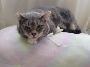 Molly is a beautiful grey tabby just under 5 years old with soulful eyes and a tender heart She r